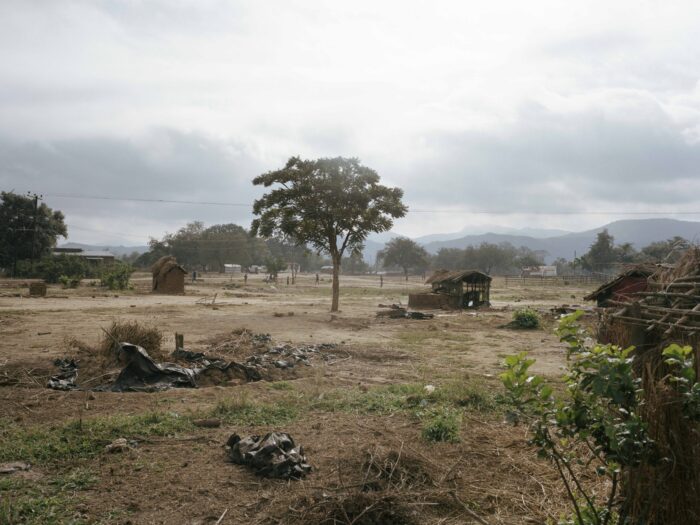 a tree in the middle of a field